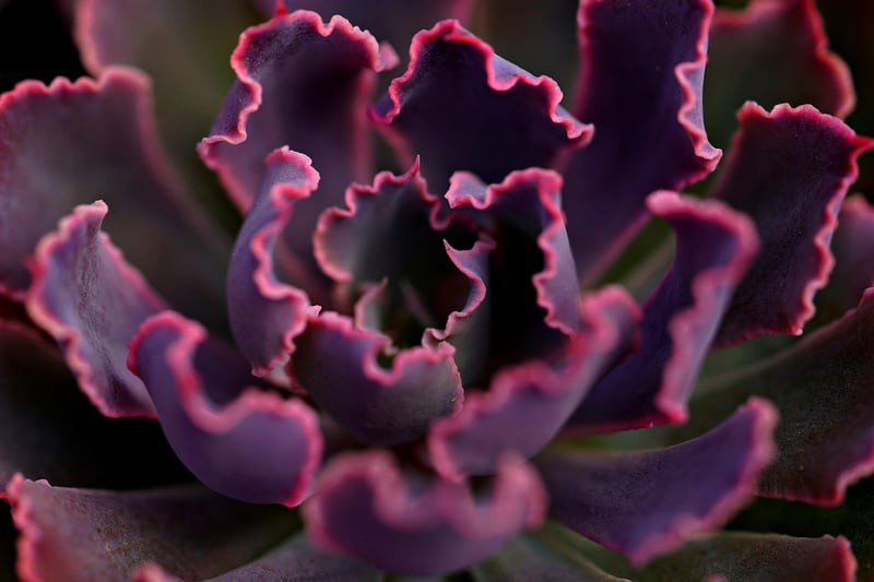 Succulent frames